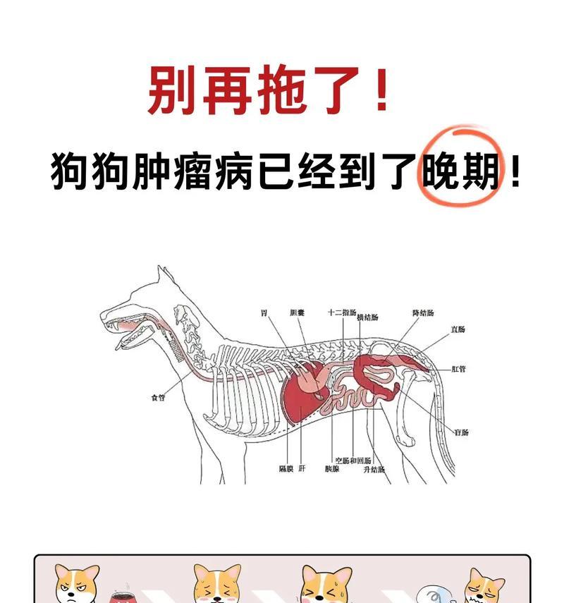 失去爱宠,如何面对心灵的创伤(一位宠物主人的疗愈之旅与经验分享) 失去爱宠,如何面对心灵的创伤(一位宠物主人的疗愈之旅与经验分享)