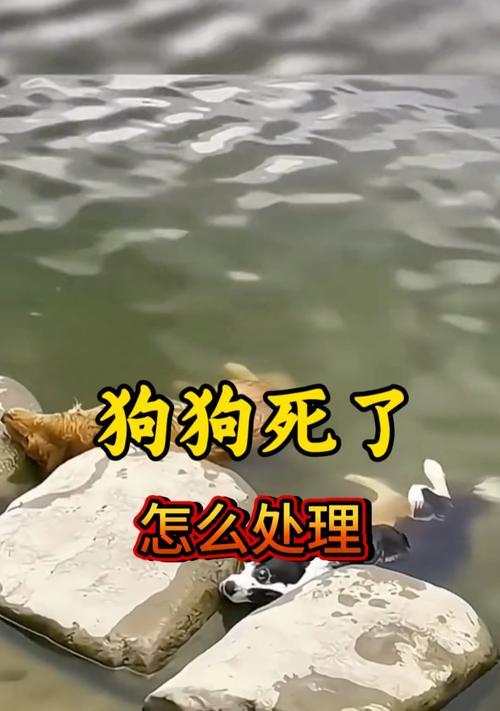 失去爱宠,如何面对心灵的创伤(一位宠物主人的疗愈之旅与经验分享) 失去爱宠,如何面对心灵的创伤(一位宠物主人的疗愈之旅与经验分享)