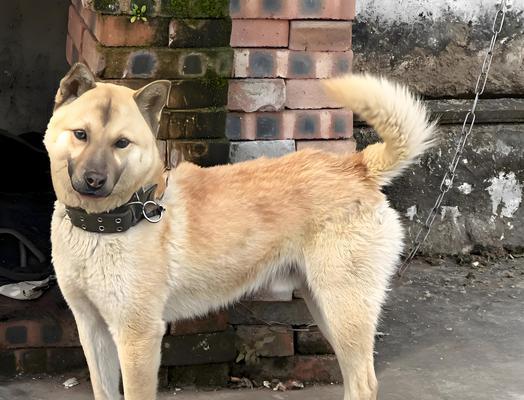 中华田园犬禁养背后的原因 中华田园犬禁养背后的原因