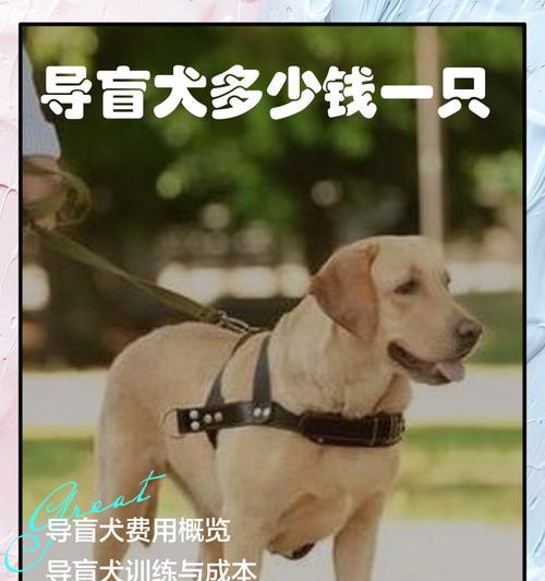 老年犬体检项目详解（保护宠物健康）