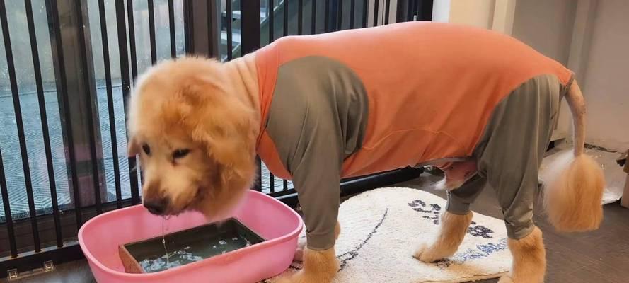 老年犬体检项目详解（保护宠物健康）