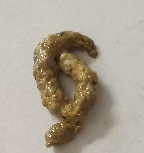 小狗大便有虫，宠物的健康需要关注（了解狗的寄生虫病）