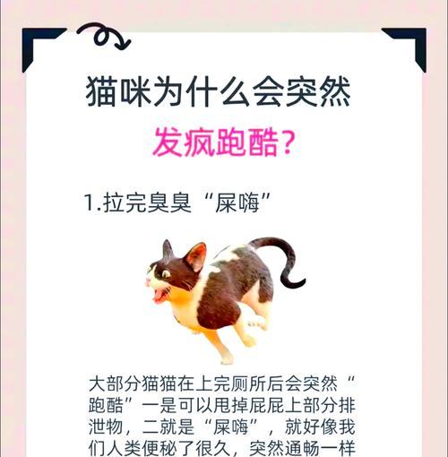 如何有效赶走家里的猫(以宠物为主) 如何有效赶走家里的猫(以宠物为主)