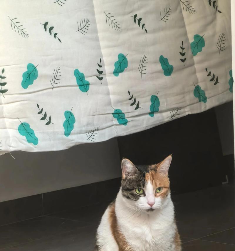如何解决宠物猫经常尿床的问题(探究猫咪尿床的原因与解决方法) 如何解决宠物猫经常尿床的问题(探究猫咪尿床的原因与解决方法)