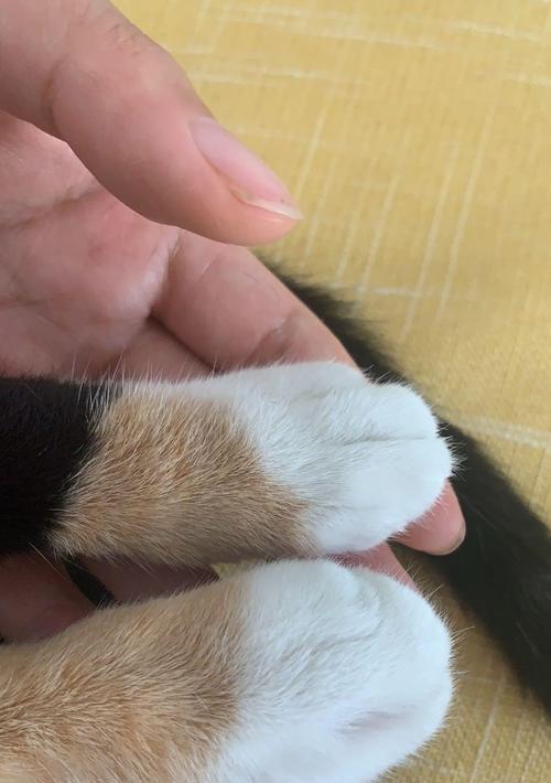 如何正确给宠物猫喂云南白药（安全有效的云南白药喂食方式详解）
