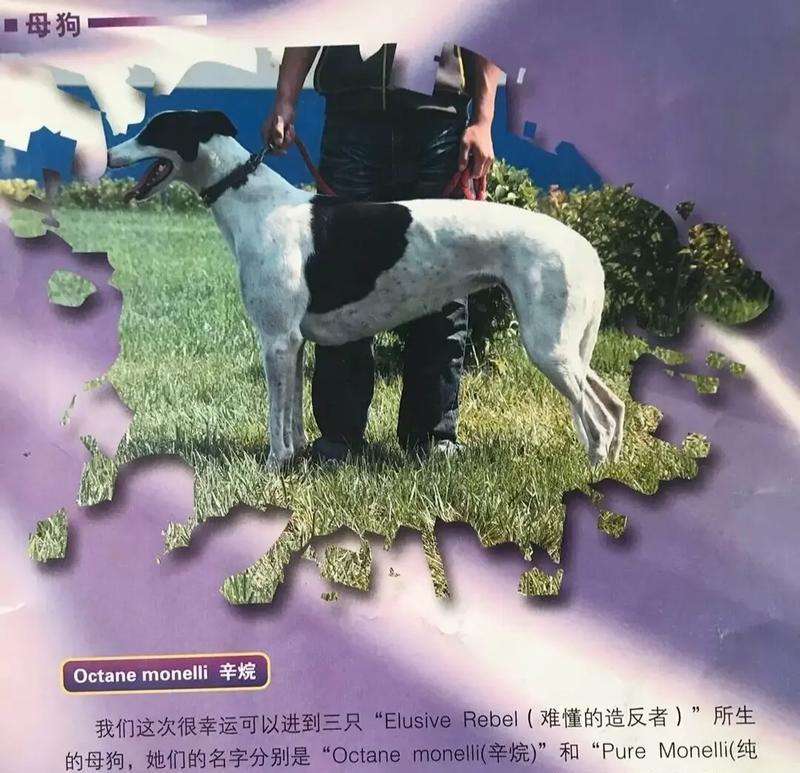 格力犬种公，你该选哪一种（了解不同种类的格力犬）