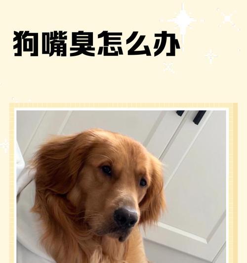 如何解决狗狗体臭问题（让你的宠物呈现清新宜人的气息）