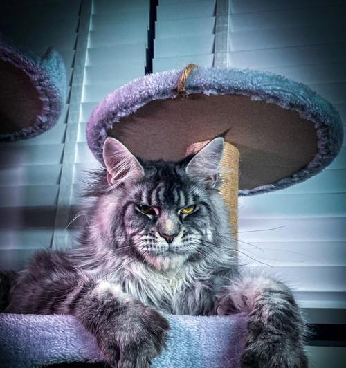 霸道总裁的小猫咪(一只可爱的宠物与主人之间的故事) 霸道总裁的小猫咪(一只可爱的宠物与主人之间的故事)