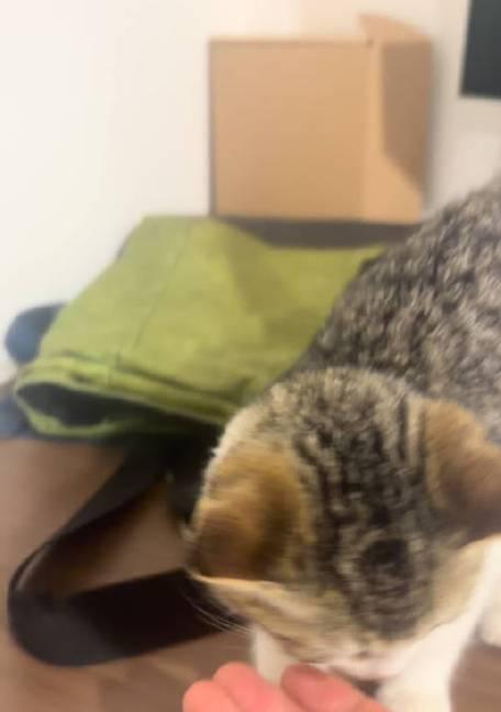 霸道总裁的小猫咪(一只可爱的宠物与主人之间的故事) 霸道总裁的小猫咪(一只可爱的宠物与主人之间的故事)