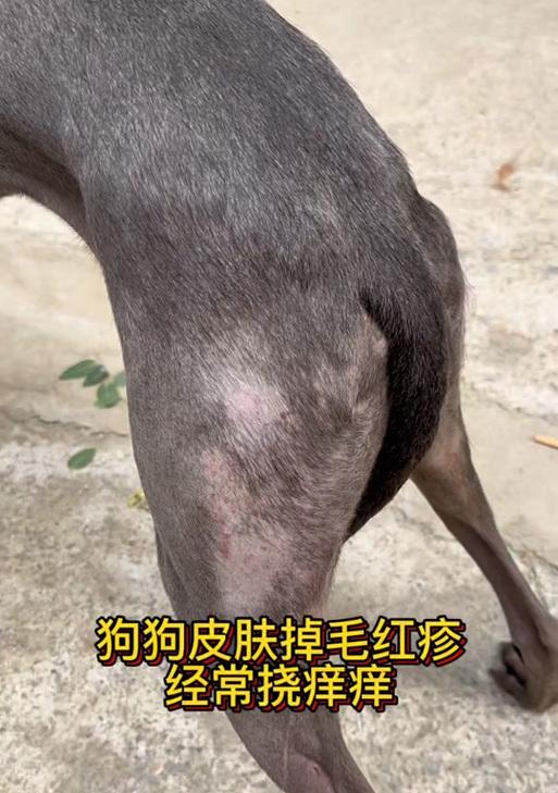 宠物狗狗的皮肤养护（了解你的狗狗的皮肤类型）