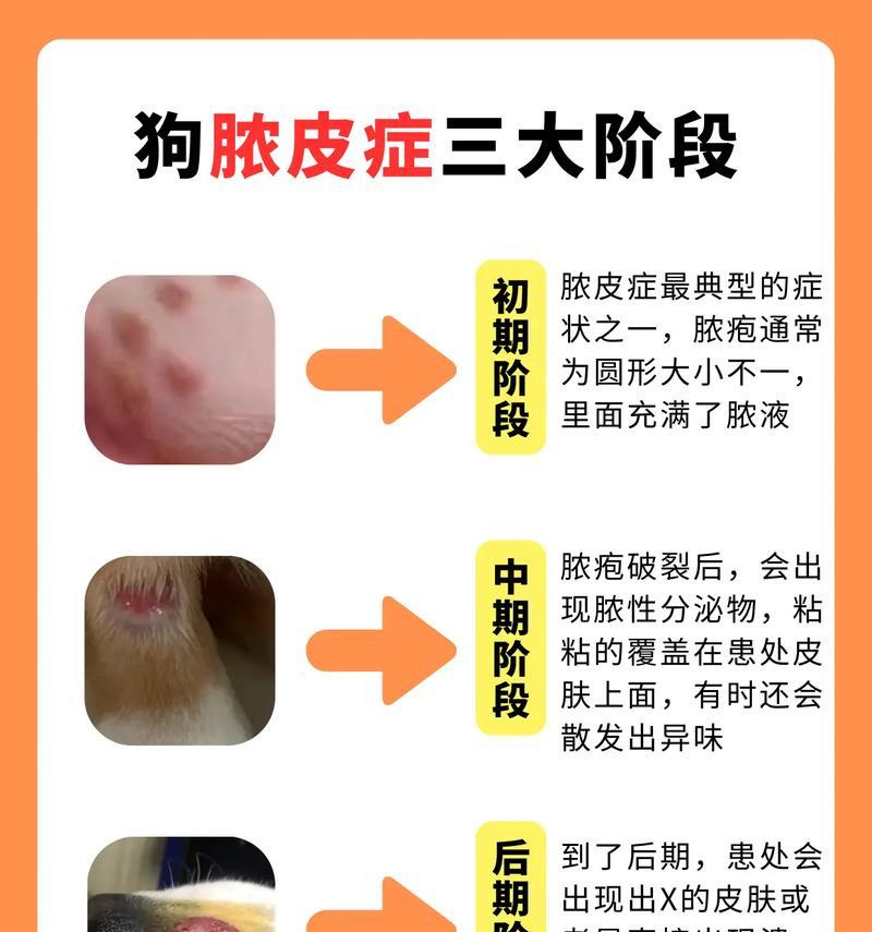 宠物狗狗的皮肤养护(了解你的狗狗的皮肤类型) 宠物狗狗的皮肤养护(了解你的狗狗的皮肤类型)