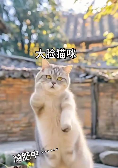 如何帮助宠物猫咪健康减肥（一步步实现减肥目标）
