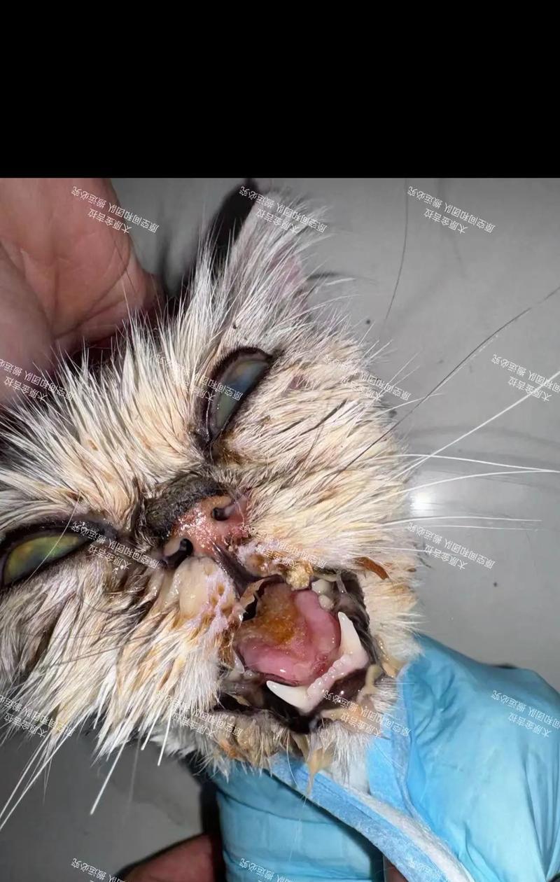宠物猫咪器官衰竭的预防与治疗（关注猫咪健康）
