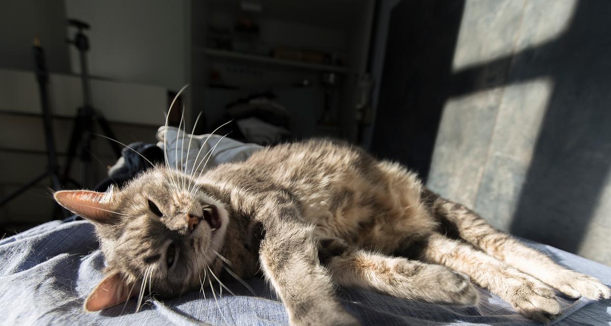 宠物猫咪器官衰竭的预防与治疗(关注猫咪健康) 宠物猫咪器官衰竭的预防与治疗(关注猫咪健康)