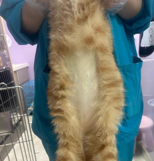 宠物猫咪器官衰竭的预防与治疗(关注猫咪健康) 宠物猫咪器官衰竭的预防与治疗(关注猫咪健康)