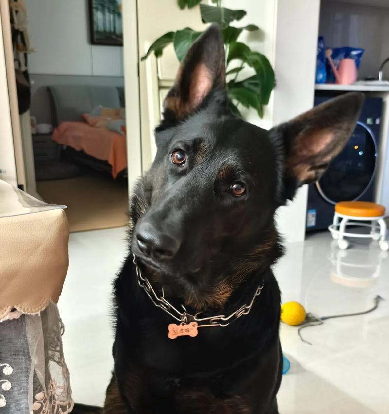 德国牧羊犬的起源与发展(从农场看宠物狗的进化历程) 德国牧羊犬的起源与发展(从农场看宠物狗的进化历程)