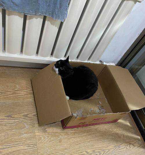小猫钻进底盘的惊险冒险（以宠物为主的故事/底盘/猫咪）