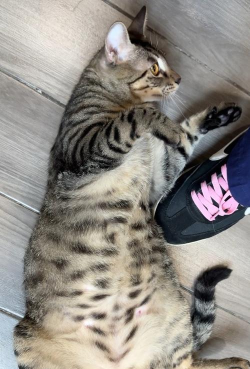 小猫钻进底盘的惊险冒险(以宠物为主的故事/底盘/猫咪) 小猫钻进底盘的惊险冒险(以宠物为主的故事/底盘/猫咪)