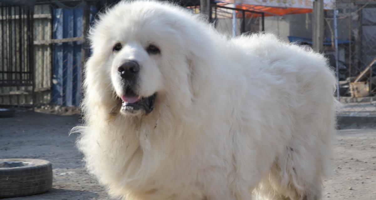 大白熊属于哪一种犬类（了解大白熊的血缘关系和宠物特性）