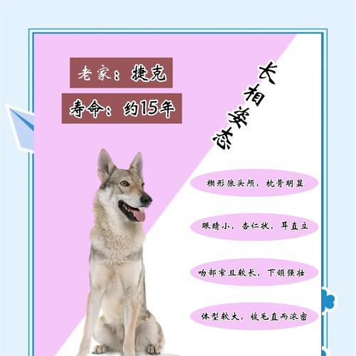 高狼犬(以高狼犬介绍为主题) 高狼犬(以高狼犬介绍为主题)