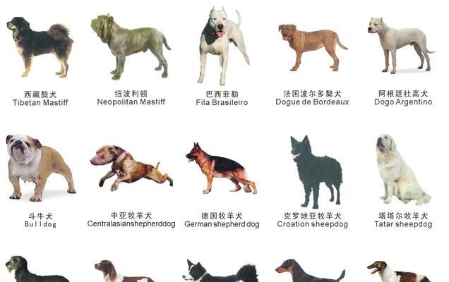 高狼犬(以高狼犬介绍为主题) 高狼犬(以高狼犬介绍为主题)