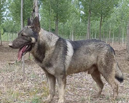高狼犬(以高狼犬介绍为主题) 高狼犬(以高狼犬介绍为主题)