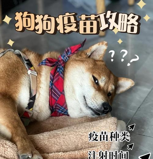 狗狗打疫苗的时间表(从宝宝到成年犬) 狗狗打疫苗的时间表(从宝宝到成年犬)