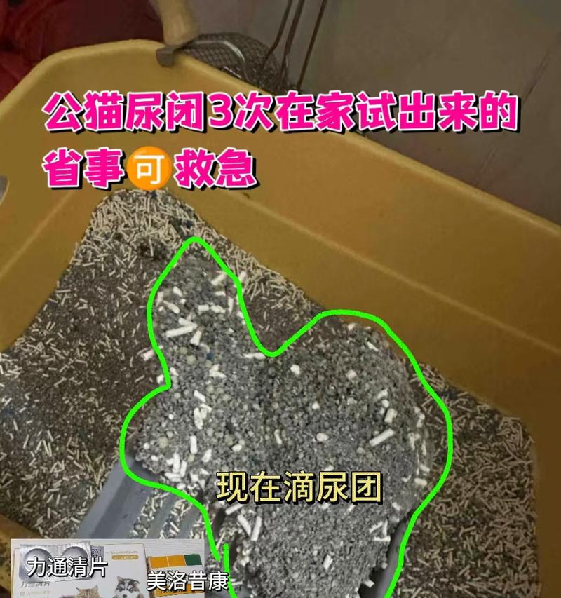 小猫咪三天只有小便，你需要知道的8个原因（解析小猫咪只有小便的原因及应对方法）