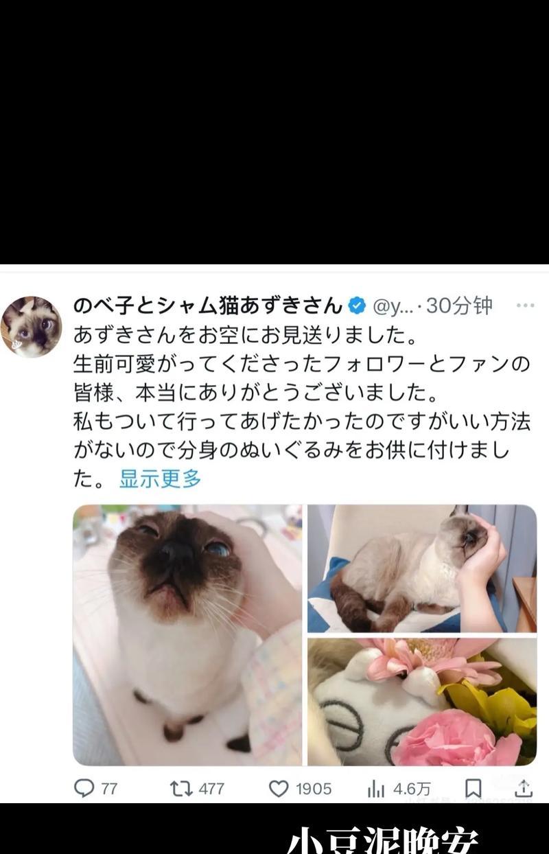 如何养护暹罗猫（注意事项和健康保养）