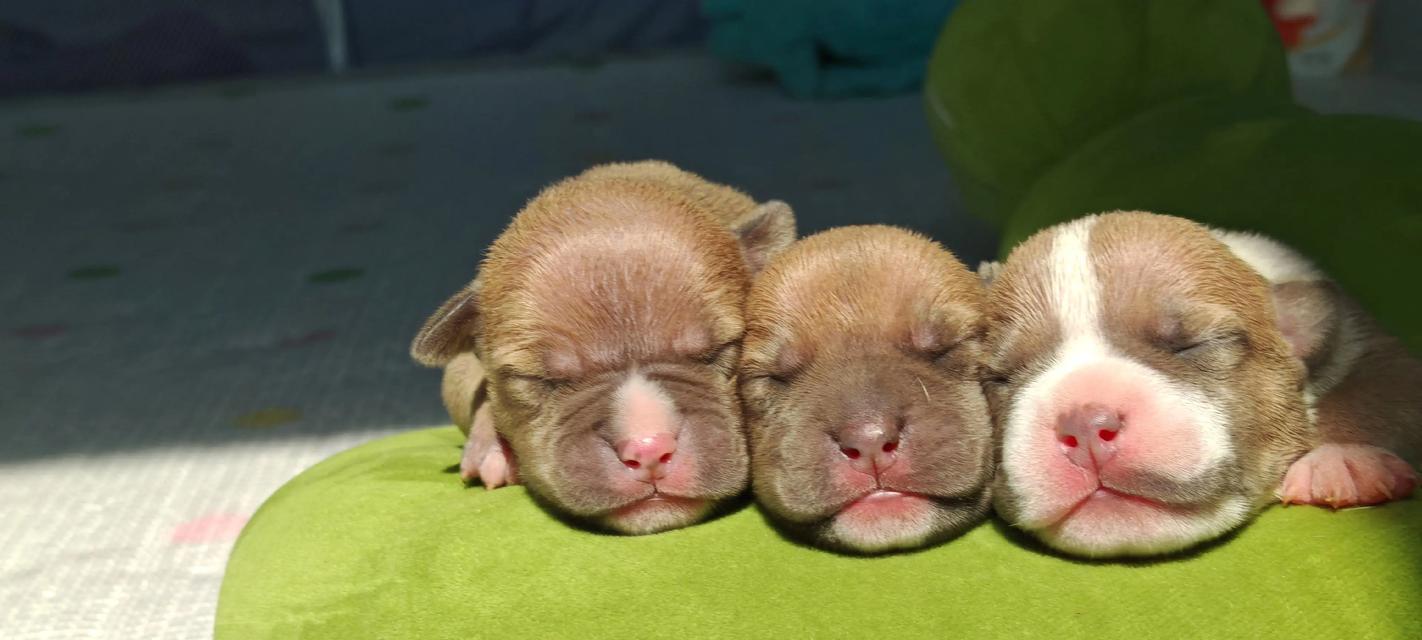 美国恶霸犬体重表——让宠物健康更有保障(了解美国恶霸犬的体重标准) 美国恶霸犬体重表——让宠物健康更有保障(了解美国恶霸犬的体重标准)