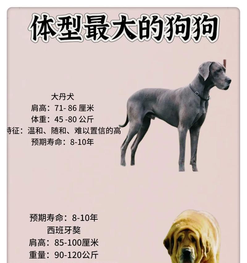 美国恶霸犬体重表——让宠物健康更有保障(了解美国恶霸犬的体重标准) 美国恶霸犬体重表——让宠物健康更有保障(了解美国恶霸犬的体重标准)