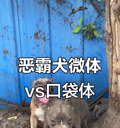 美国恶霸犬体重表——让宠物健康更有保障(了解美国恶霸犬的体重标准) 美国恶霸犬体重表——让宠物健康更有保障(了解美国恶霸犬的体重标准)