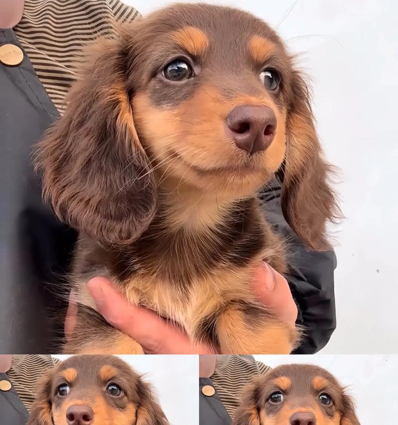 宠物与伴侣——德国猎肠犬(以忠诚和勇气卫家卫国的德国猎肠犬) 宠物与伴侣——德国猎肠犬(以忠诚和勇气卫家卫国的德国猎肠犬)