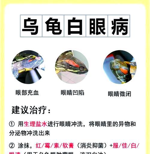 宠物乌龟的眼病防治措施（乌龟眼病是否具有传染性及其预防方法）