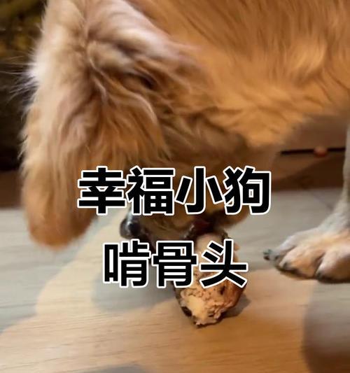 小狗整吃骨头不拉了(宠物养护中的重要问题) 小狗整吃骨头不拉了(宠物养护中的重要问题)