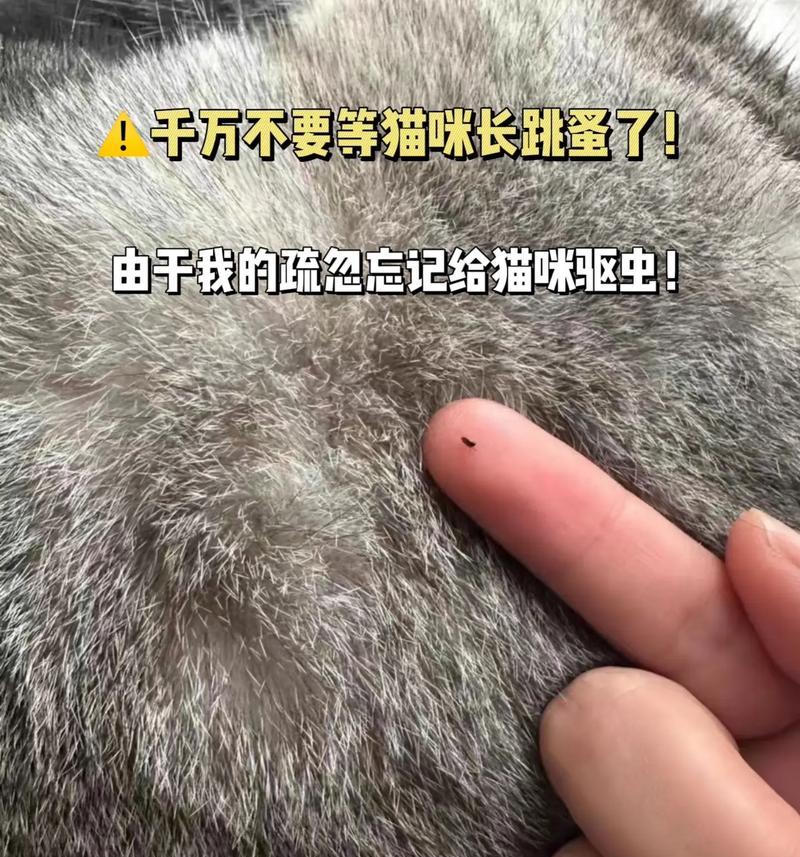 如何识别和预防宠物猫咪得绦虫症(全面了解绦虫症状及治疗) 如何识别和预防宠物猫咪得绦虫症(全面了解绦虫症状及治疗)