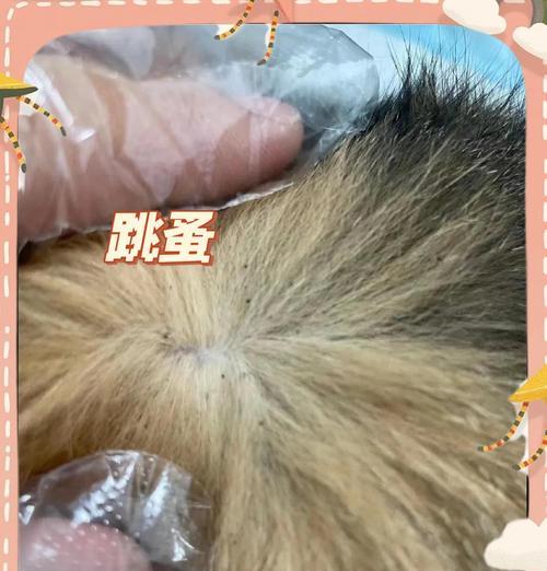 如何识别和预防宠物猫咪得绦虫症(全面了解绦虫症状及治疗) 如何识别和预防宠物猫咪得绦虫症(全面了解绦虫症状及治疗)