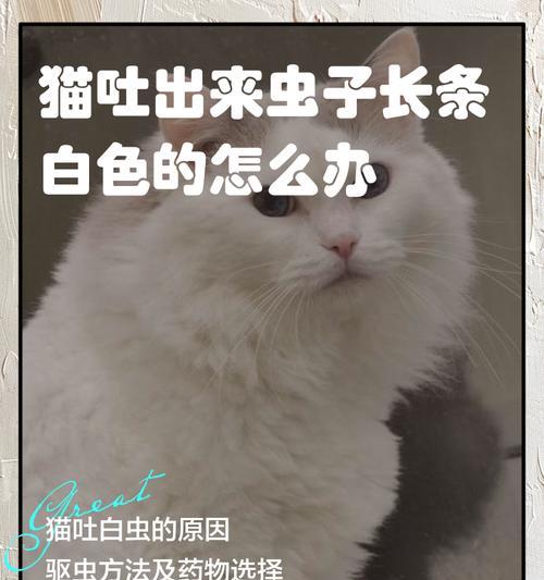 如何识别和预防宠物猫咪得绦虫症(全面了解绦虫症状及治疗) 如何识别和预防宠物猫咪得绦虫症(全面了解绦虫症状及治疗)