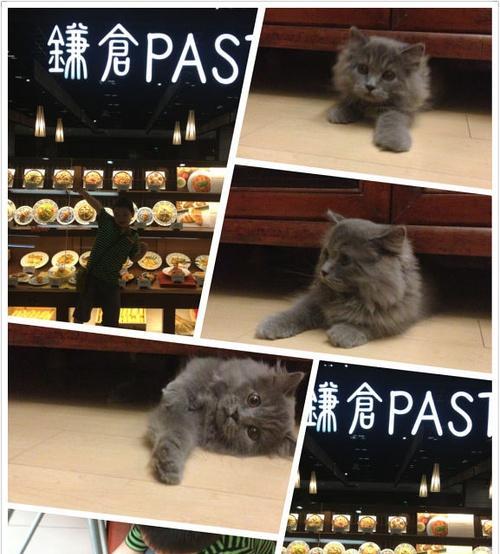 猫用麻辣洗副作用大揭秘(宠物主人必看) 猫用麻辣洗副作用大揭秘(宠物主人必看)