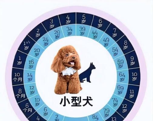 如何判断比特犬的年龄（从宠物的行为和身体特征来看）