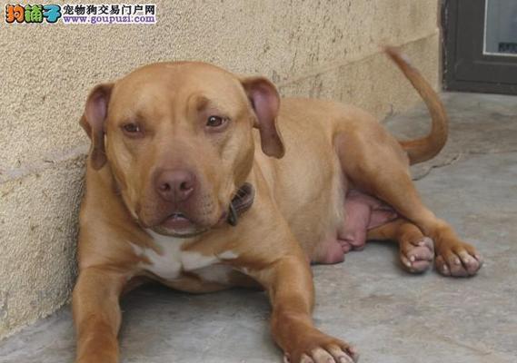 如何判断比特犬的年龄(从宠物的行为和身体特征来看) 如何判断比特犬的年龄(从宠物的行为和身体特征来看)