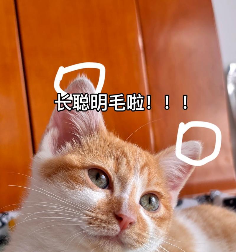 猫咪有约聪明,它们不仅会听懂你的话(探寻猫咪智商的秘密) 猫咪有约聪明,它们不仅会听懂你的话(探寻猫咪智商的秘密)