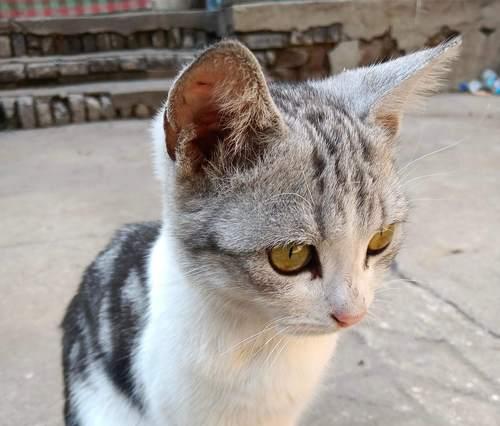 猫咪有约聪明,它们不仅会听懂你的话(探寻猫咪智商的秘密) 猫咪有约聪明,它们不仅会听懂你的话(探寻猫咪智商的秘密)