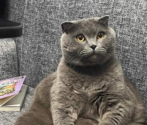 猫咪有约聪明，它们不仅会听懂你的话（探寻猫咪智商的秘密）