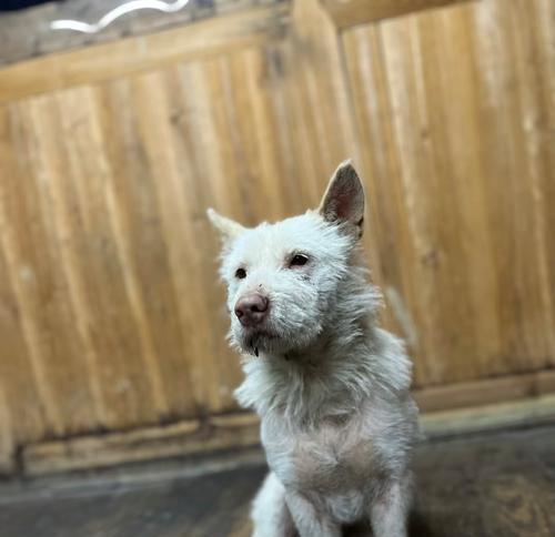 探寻贵州猎犬之美(了解贵州地域特色下的猎犬文化) 探寻贵州猎犬之美(了解贵州地域特色下的猎犬文化)