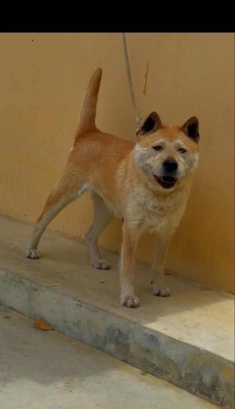 探寻贵州猎犬之美(了解贵州地域特色下的猎犬文化) 探寻贵州猎犬之美(了解贵州地域特色下的猎犬文化)