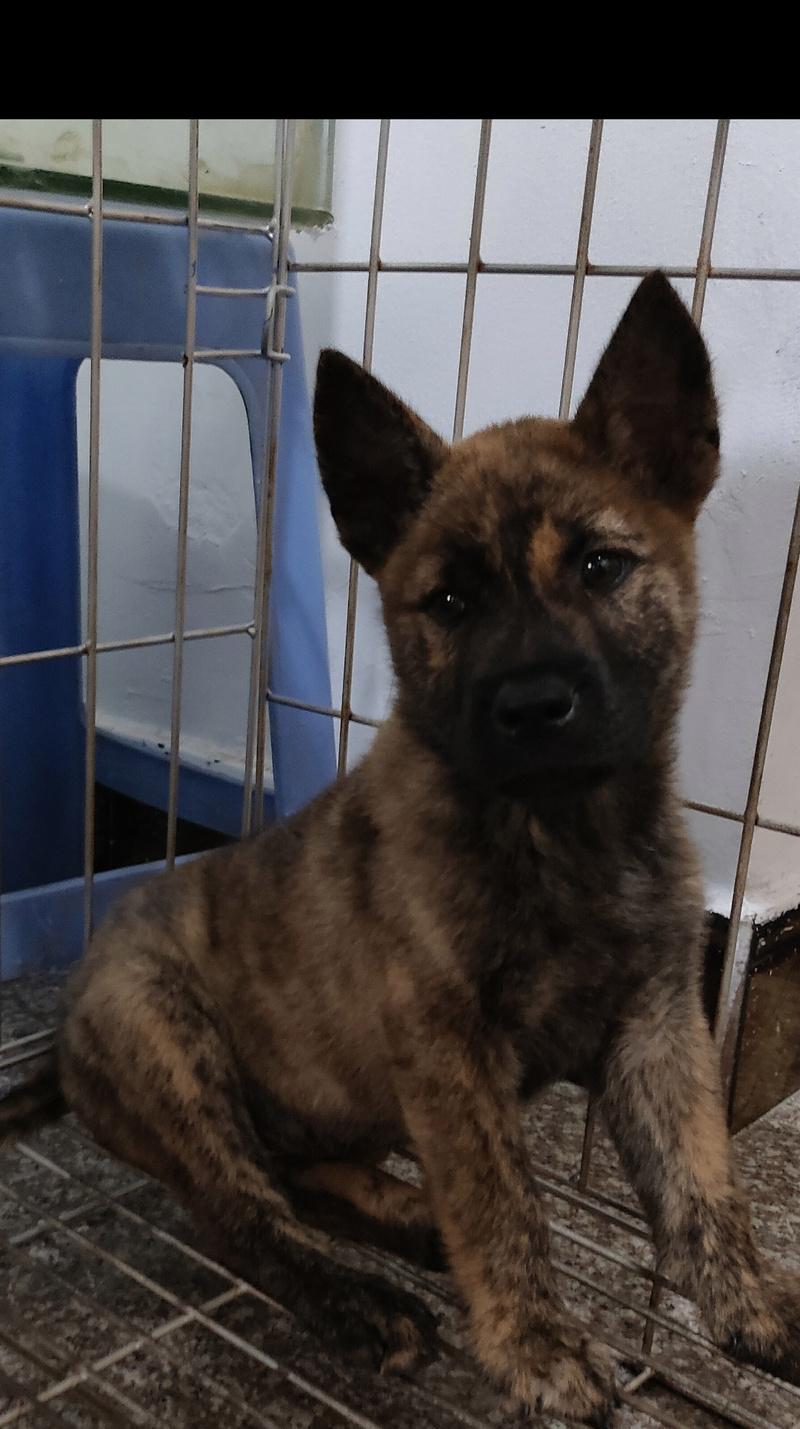 探寻贵州猎犬之美(了解贵州地域特色下的猎犬文化) 探寻贵州猎犬之美(了解贵州地域特色下的猎犬文化)