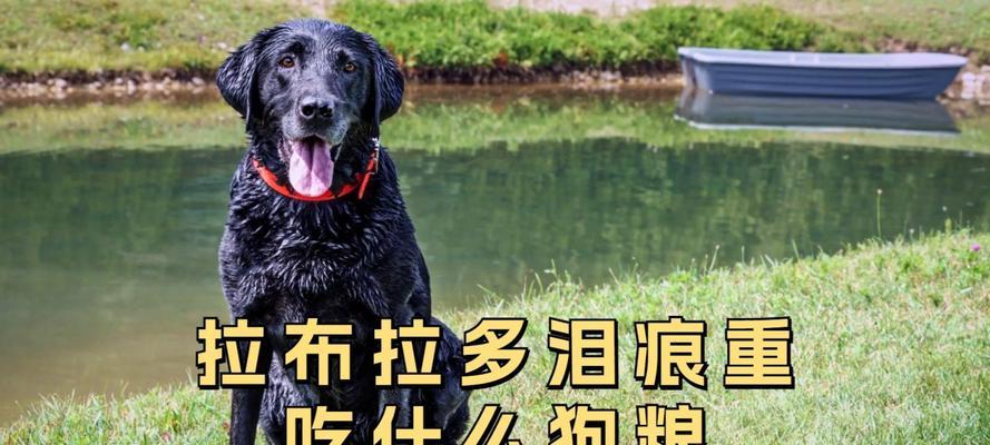 为什么我的比熊不好好吃狗粮（探究比熊不爱吃狗粮的原因及解决方法）