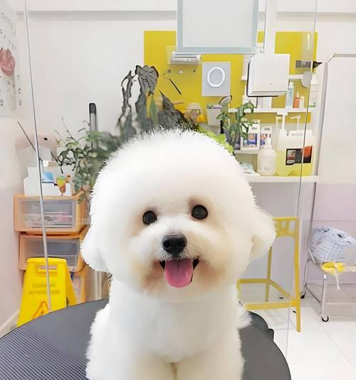 为什么我的比熊不好好吃狗粮(探究比熊不爱吃狗粮的原因及解决方法) 为什么我的比熊不好好吃狗粮(探究比熊不爱吃狗粮的原因及解决方法)