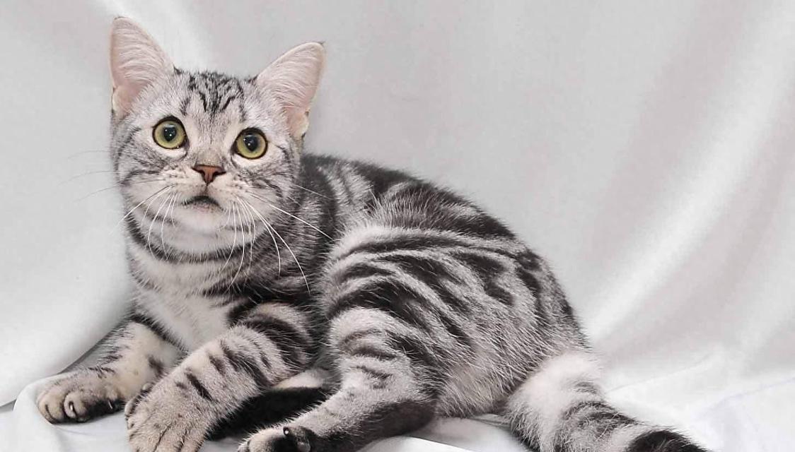 探寻美国硬毛猫的魅力（了解美国硬毛猫的品种特点与养护技巧）
